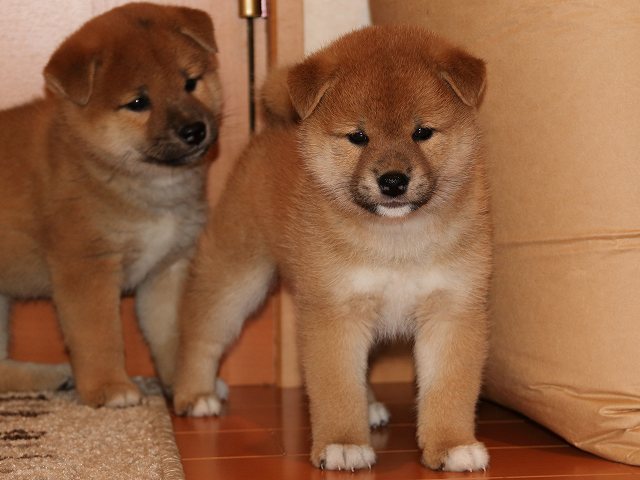 IMG_5680-shiba-puppy IMG_5680-shiba-puppy