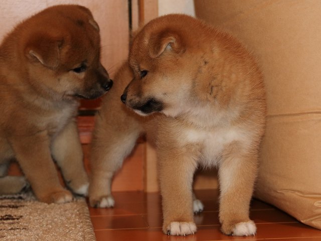 IMG_5681-shiba-puppy IMG_5681-shiba-puppy