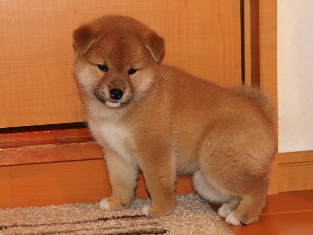 IMG_5692-shiba-puppy IMG_5692-shiba-puppy