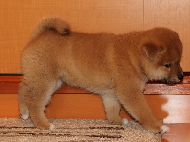IMG_5695-shiba-puppy IMG_5695-shiba-puppy
