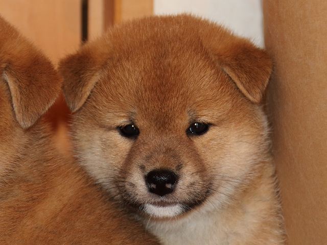 IMG_5699-shiba-puppy IMG_5699-shiba-puppy