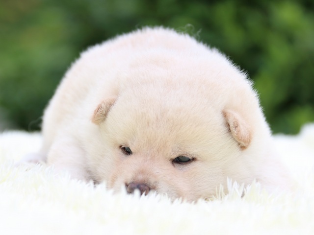 IMG_5703-shiba-puppy IMG_5703-shiba-puppy