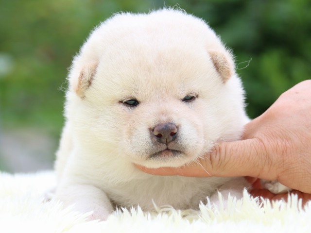 IMG_5713-shiba-puppy IMG_5713-shiba-puppy
