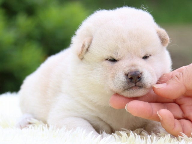 IMG_5729-shiba-puppy IMG_5729-shiba-puppy