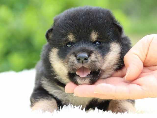 IMG_5766-shiba-puppy IMG_5766-shiba-puppy