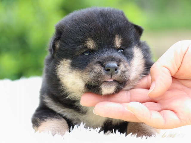IMG_5770-shiba-puppy IMG_5770-shiba-puppy