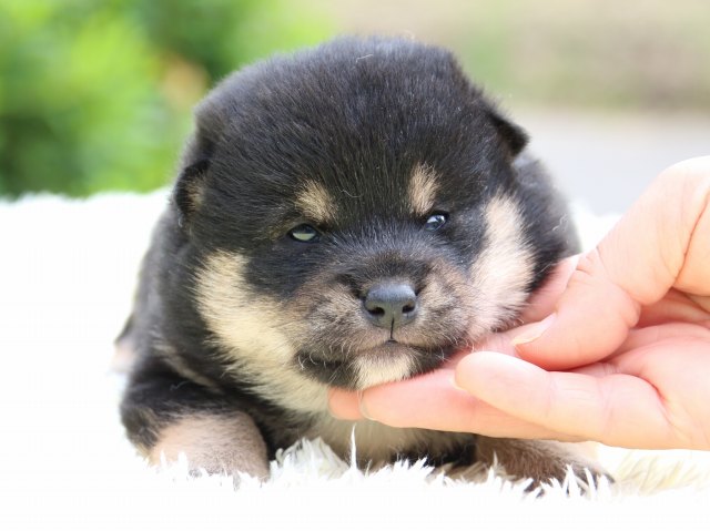 IMG_5785-shiba-puppy IMG_5785-shiba-puppy