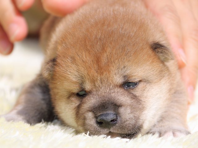 IMG_6068-shiba-puppy IMG_6068-shiba-puppy