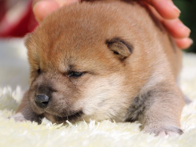 IMG_6071-shiba-puppy IMG_6071-shiba-puppy