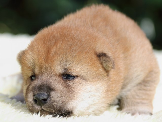 IMG_6074-shiba-puppy IMG_6074-shiba-puppy