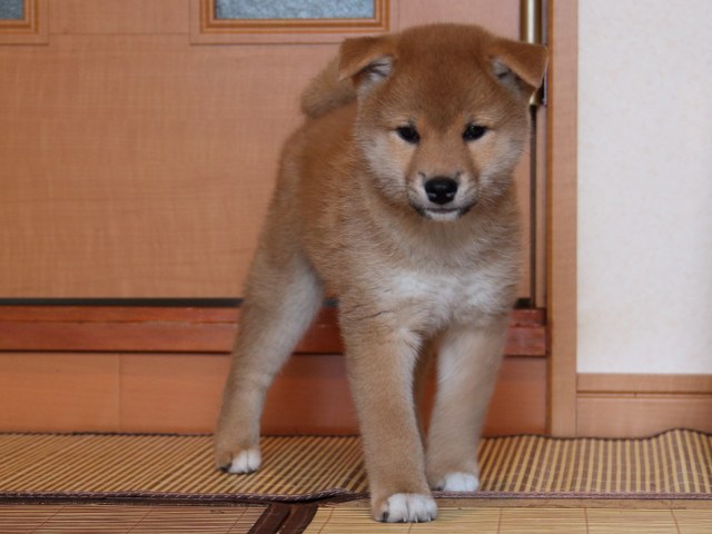 IMG_6254-shiba-puppy IMG_6254-shiba-puppy