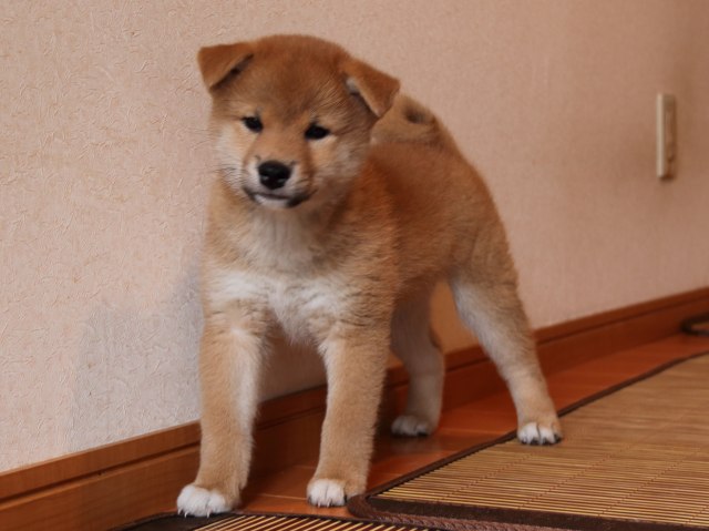 IMG_6264-shiba-puppy IMG_6264-shiba-puppy
