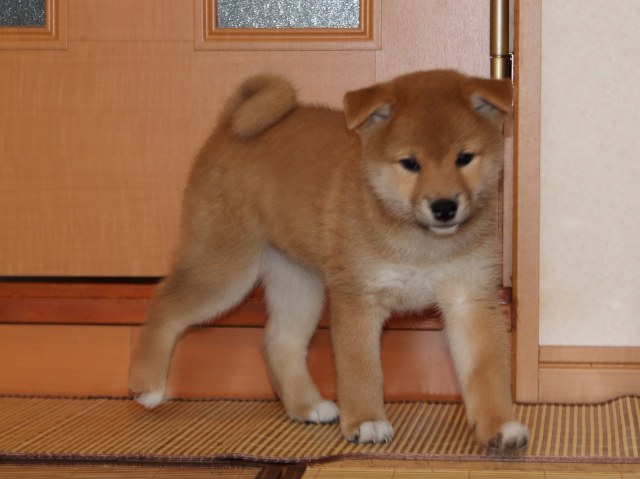 IMG_6269-shiba-puppy IMG_6269-shiba-puppy