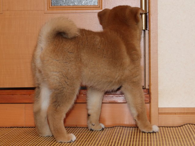 IMG_6281-shiba-puppy IMG_6281-shiba-puppy