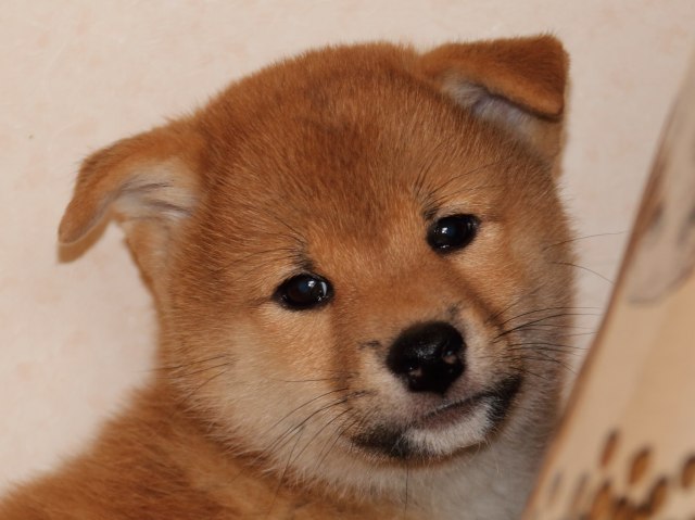 IMG_6290-shiba-puppy IMG_6290-shiba-puppy