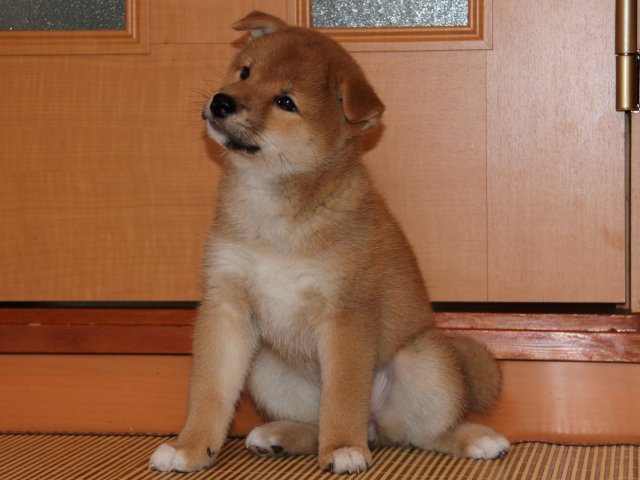 IMG_6296-shiba-puppy IMG_6296-shiba-puppy