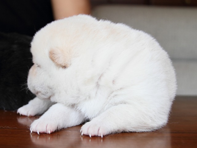 IMG_7337-shiba-puppy IMG_7337-shiba-puppy