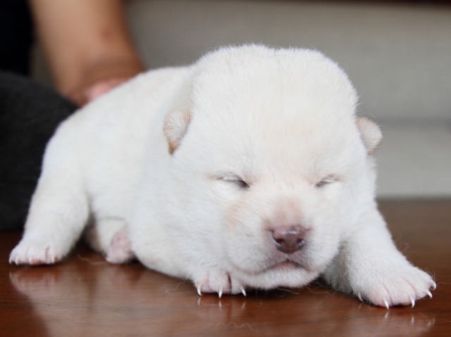 IMG_7342-shiba-puppy IMG_7342-shiba-puppy