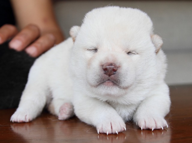 IMG_7345-shiba-puppy IMG_7345-shiba-puppy