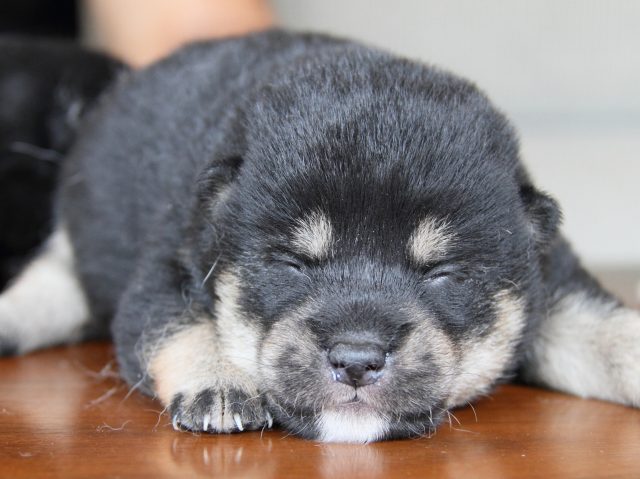 IMG_7356-shiba-puppy IMG_7356-shiba-puppy