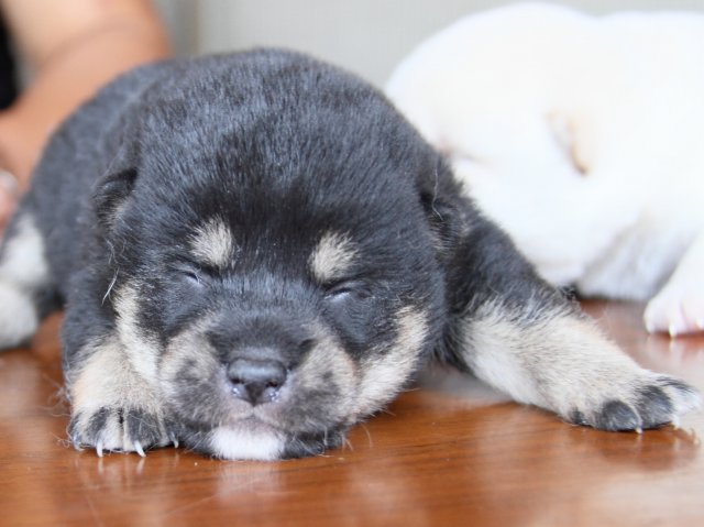 IMG_7363-shiba-puppy IMG_7363-shiba-puppy