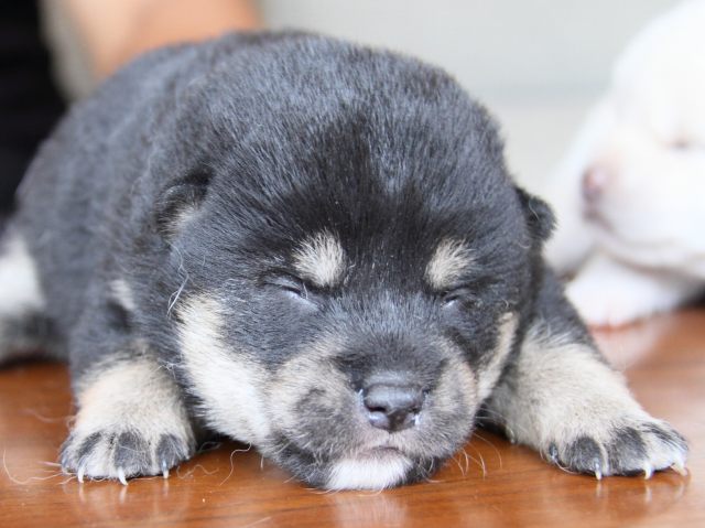IMG_7377-shiba-puppy IMG_7377-shiba-puppy