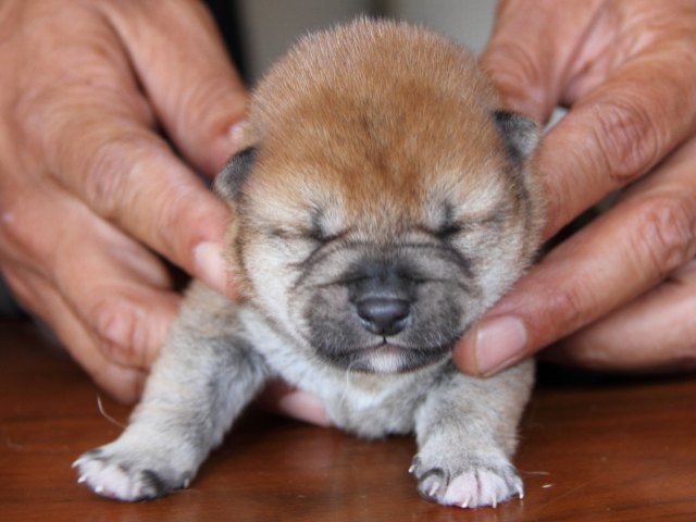 IMG_7618-shiba-puppy IMG_7618-shiba-puppy