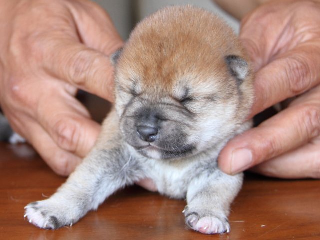 IMG_7621-shiba-puppy IMG_7621-shiba-puppy