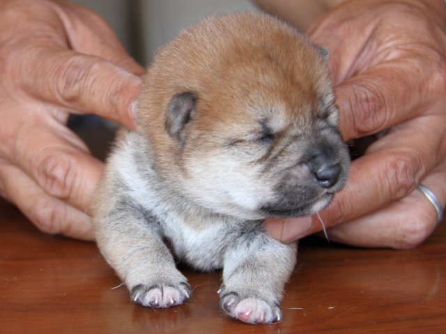 IMG_7625-shiba-puppy IMG_7625-shiba-puppy