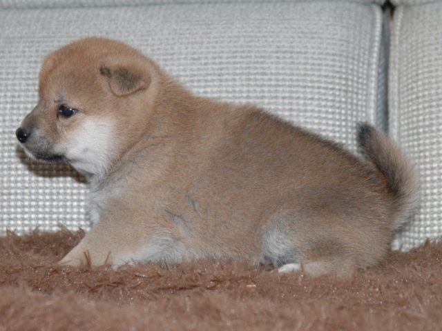 秋風×つくし 025-shiba-puppy 秋風×つくし 025-shiba-puppy