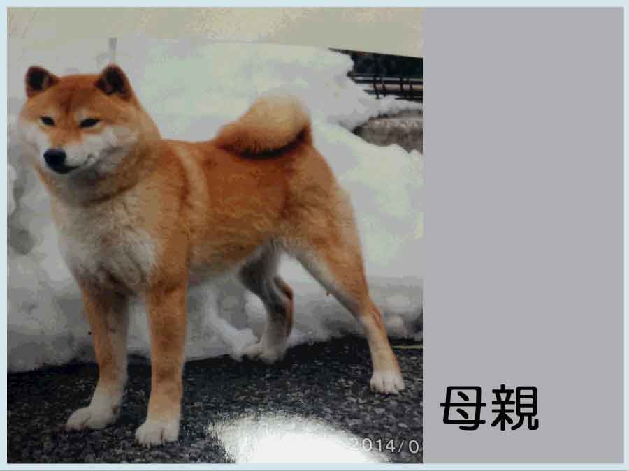 久松の天女