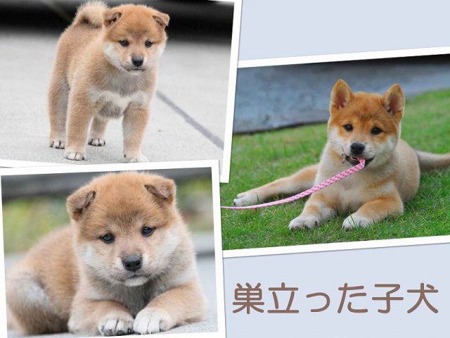 sudati1297-1-puppy sudati1297-1-puppy