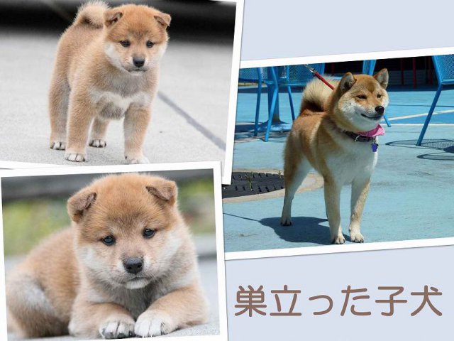 sudati1297-2-puppy sudati1297-2-puppy