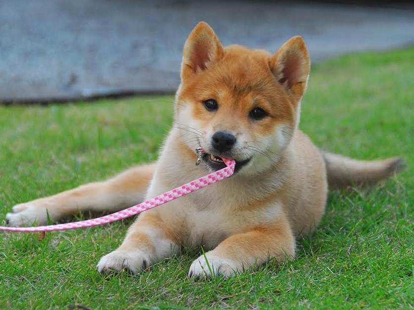 unnamed-shiba-puppy