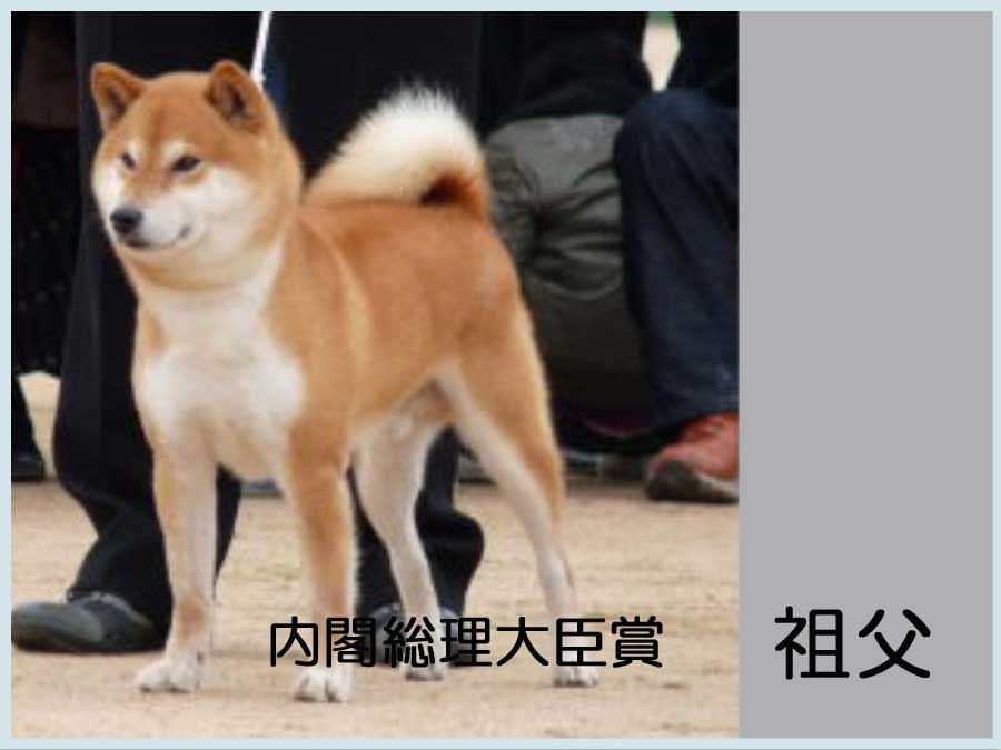伊達の将錦