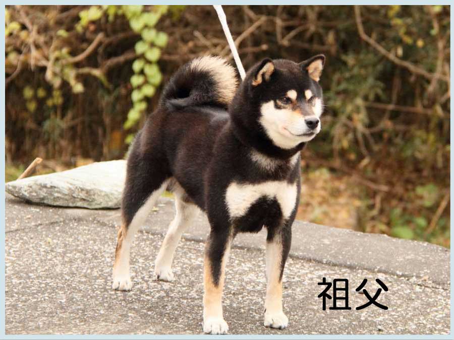 七錦