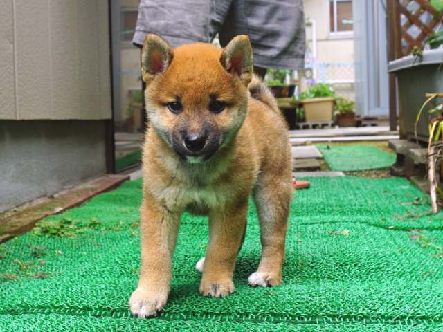 DSC00014-shiba-puppy DSC00014-shiba-puppy