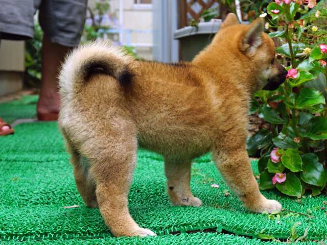 DSC00022-shiba-puppy DSC00022-shiba-puppy