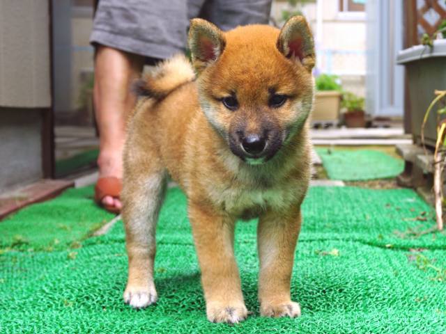 DSC00024-shiba-puppy DSC00024-shiba-puppy