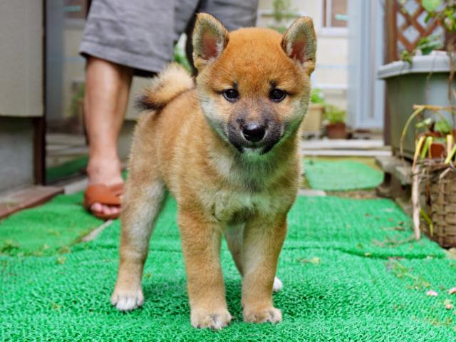 DSC00026-shiba-puppy DSC00026-shiba-puppy