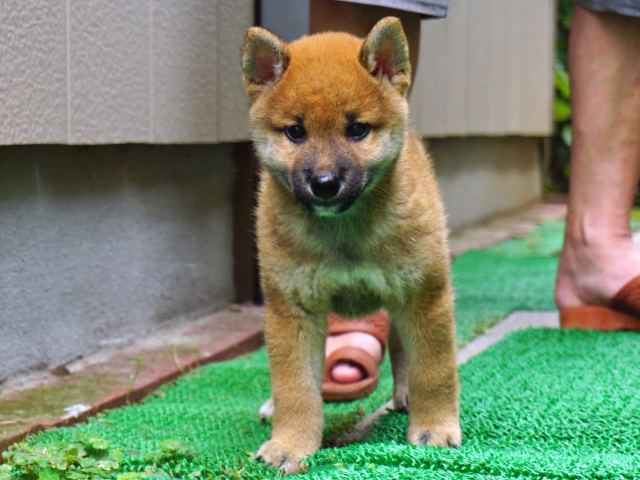 DSC00034-shiba-puppy DSC00034-shiba-puppy