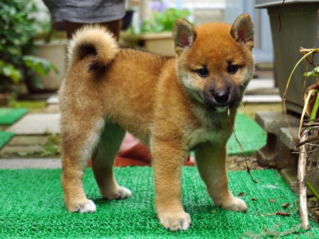 DSC00045-shiba-puppy DSC00045-shiba-puppy