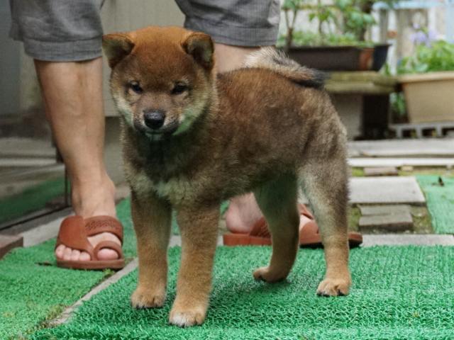 DSC00067-shiba-puppy DSC00067-shiba-puppy