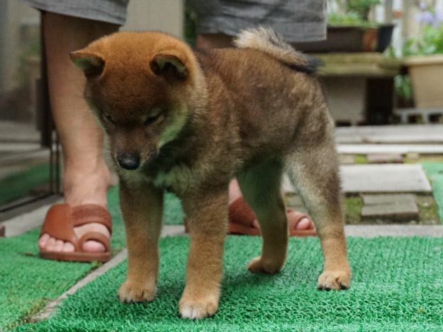 DSC00077-shiba-puppy DSC00077-shiba-puppy