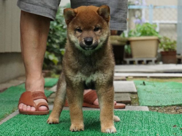 DSC00089-shiba-puppy DSC00089-shiba-puppy