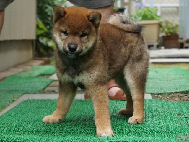 DSC00098-shiba-puppy DSC00098-shiba-puppy