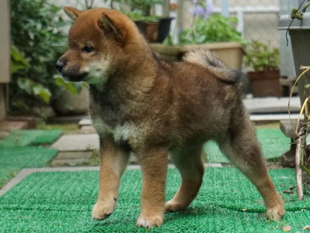 DSC00105-shiba-puppy DSC00105-shiba-puppy