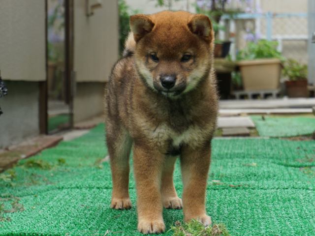 DSC00127-shiba-puppy DSC00127-shiba-puppy