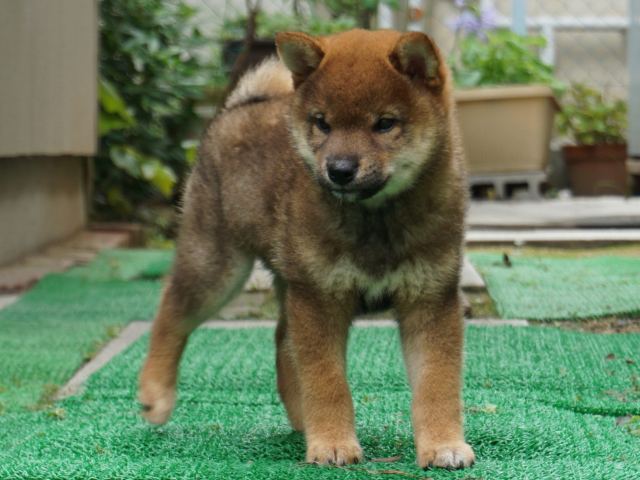 DSC00139-shiba-puppy DSC00139-shiba-puppy