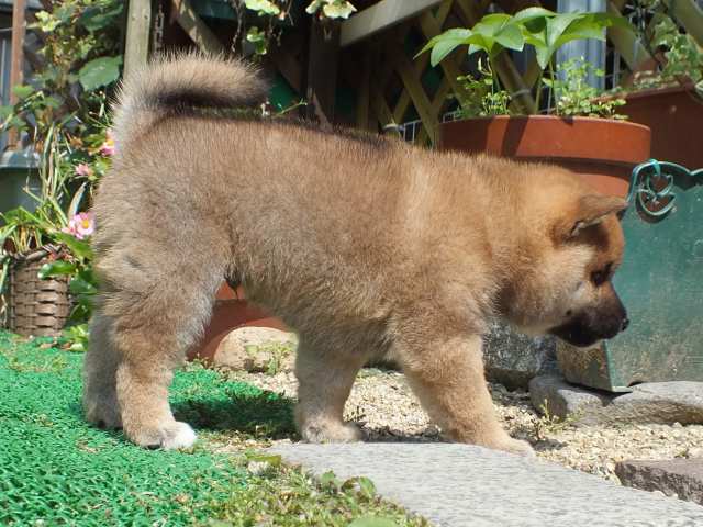DSCF2608-shiba-puppy DSCF2608-shiba-puppy